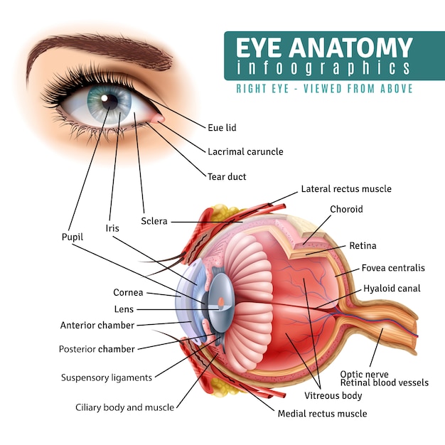 Realistische Auge Anatomie Infografiken Kostenlose Vektor