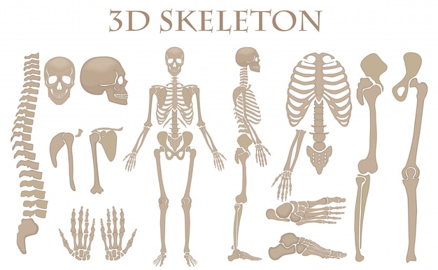 Realistisches Skelett Der Menschlichen Knochen 3d Premium Vektor