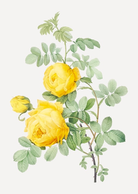 Rosa Hemisphaerica Auch Bekannt Als Gelbe Rose Von Schwefel Rosa Sulfurea Aus Les Roses 1817 14 Kostenlose Vektor