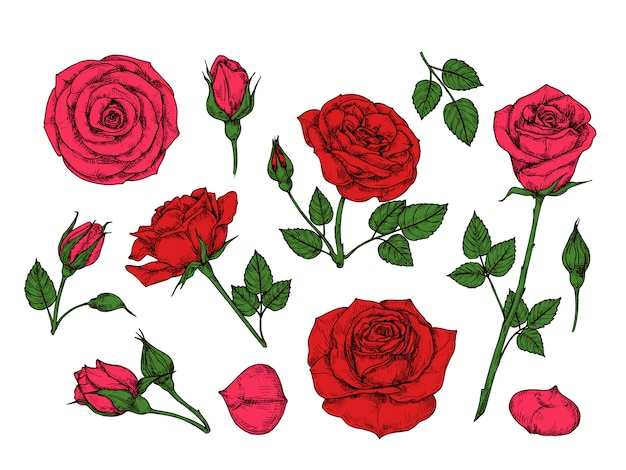 Rote Rose Hand Gezeichnete Rosen Gartenblumen Mit Grunen Blattern Knospen Und Dornen Cartoon Isolierte Sammlung Premium Vektor