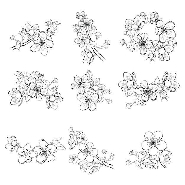 Satz Kirschbluten Sammlung Von Blumen Von Sakura Schwarzweiss Zeichnung Von Fruhlingsblumen Premium Vektor