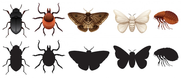 Set von insekten und silhouetten Kostenlosen Vektoren