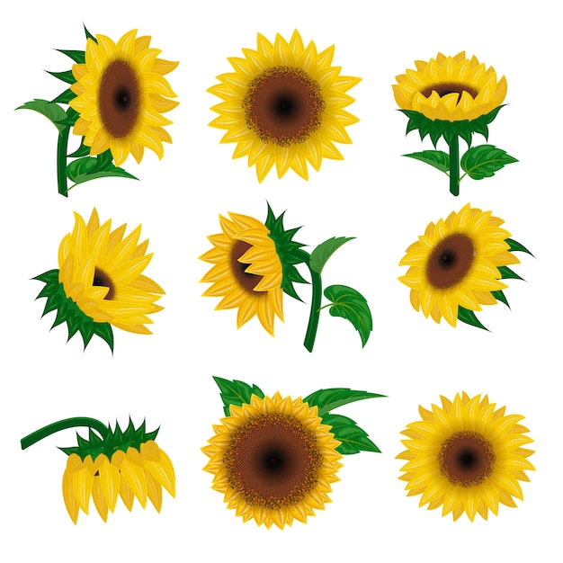Sommer Blumennatur Des Sonnenblumenvektors Gelbe Blume Und Blumenblutenbetriebsillustration Premium Vektor