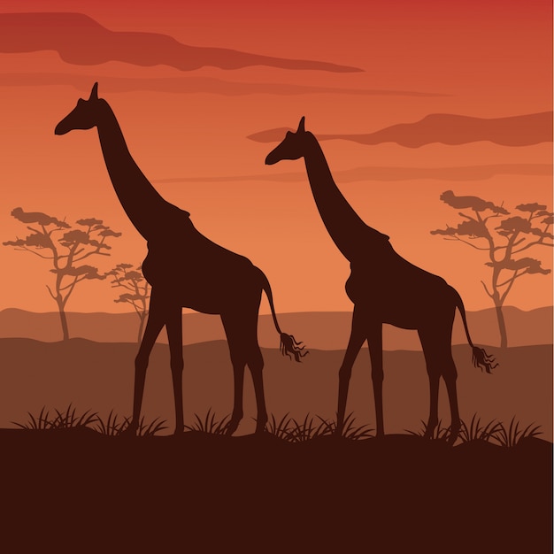 Sonnenuntergang Afrikanische Landschaft Mit Silhouette Giraffen Stehen Premium Vektor