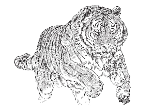 Tiger angriff hand zeichnen skizze schwarze linie monochrom. |  Premium-Vektor
