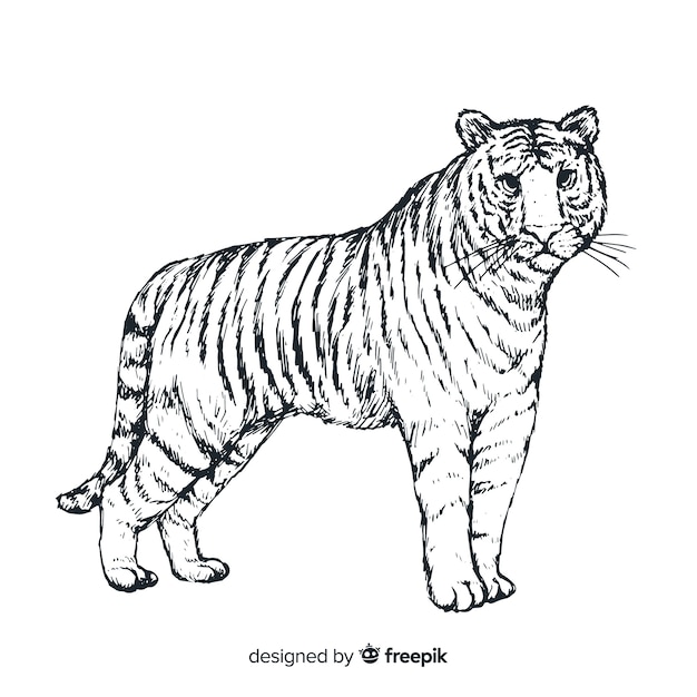 Tiger | Kostenlose Vektor