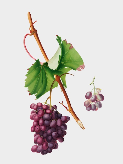 Traube barbarossa von der illustration pomona italiana Kostenlosen Vektoren