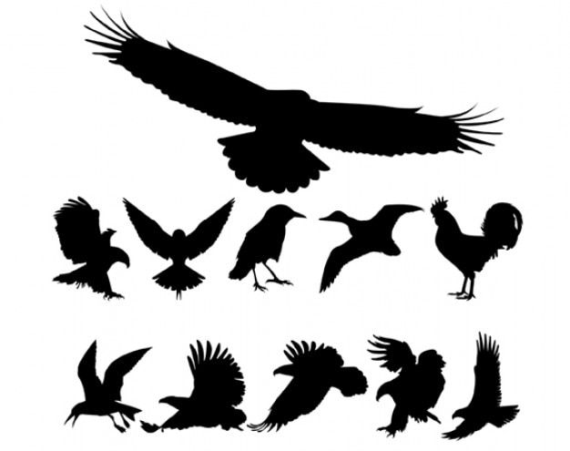 vögel silhouetten free vector  kostenlose vektor