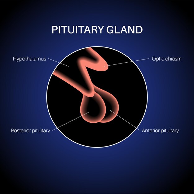 Anatomia Da Glândula Pituitária Conceito De Sistema Endócrino Humano Cérebro E Hipotálamo 8517