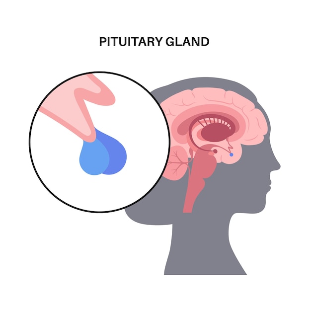 Anatomia Da Glândula Pituitária Conceito De Sistema Endócrino Humano Cérebro E Hipotálamo 