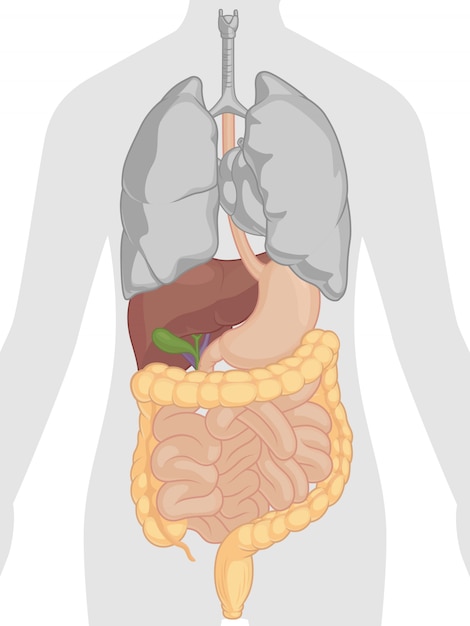 Anatomia Do Corpo Humano Sistema Digestivo Vetor Premium The Best Porn Website