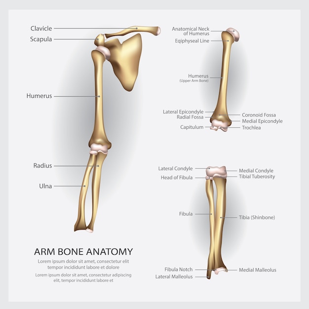 Anatomia Do Osso Do Bra O Com Ilustra O Detalhada Vetor Premium