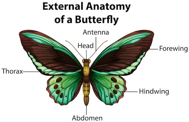 Anatomia Externa De Uma Borboleta Em Fundo Branco Vetor Grátis 7892