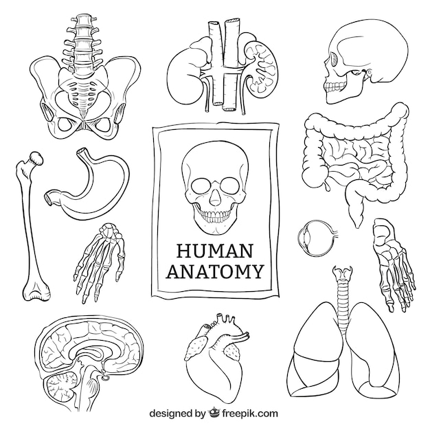 Anatomía Dibujos Para Colorear - Dibujos Para Colorear  - Esle.Io