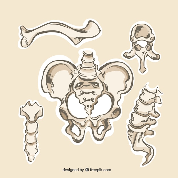 Anatômicas ossos humanos | Baixar vetores grátis