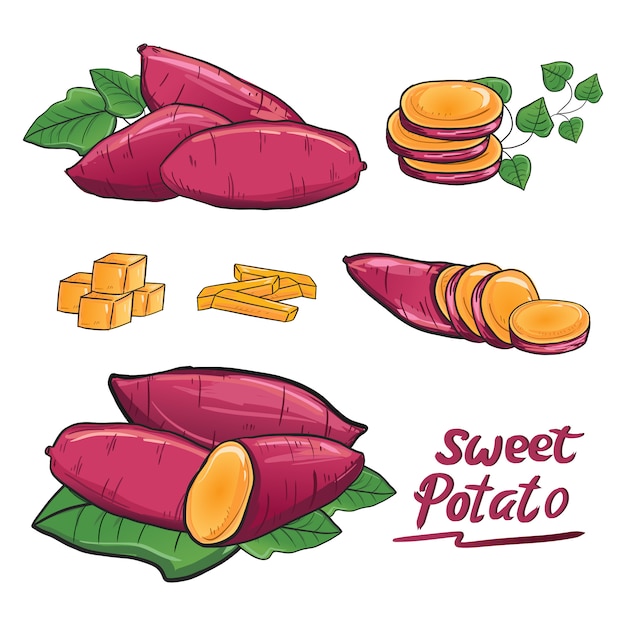 Batata Doce Ilustra o Desenho Vector Conjunto De Coleta Vetor Premium batata-doce-ilustra-o-desenho-vector-conjunto-de-coleta-vetor-premium