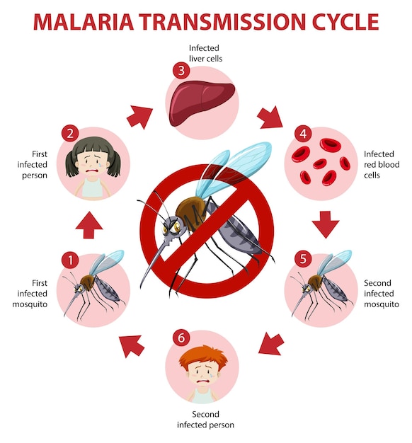 Ciclo de transmissão da malária e infográfico de informações de sintomas Vetor Grátis