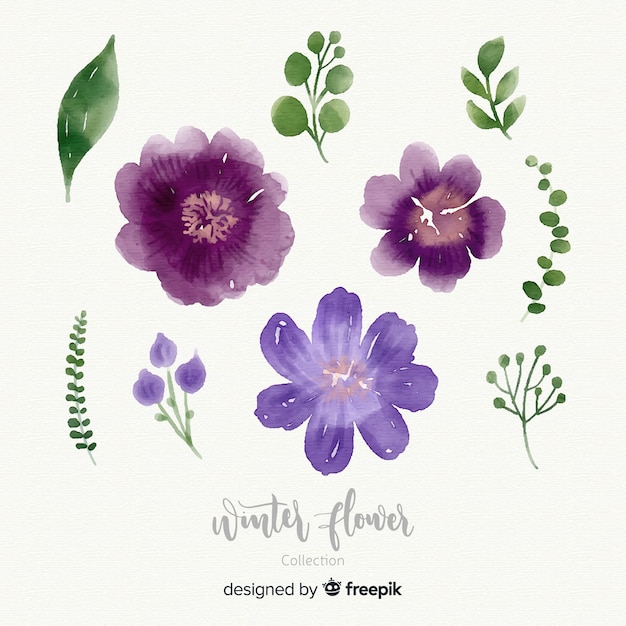 Coleção de flores de inverno em aquarela Vetor grátis