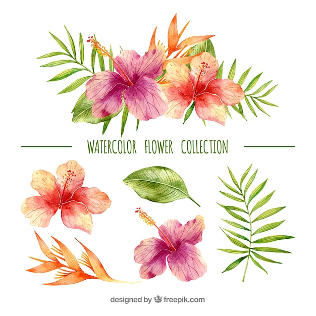 Coleção De Flores Tropicais Em Estilo Aquarela Vetor Grátis