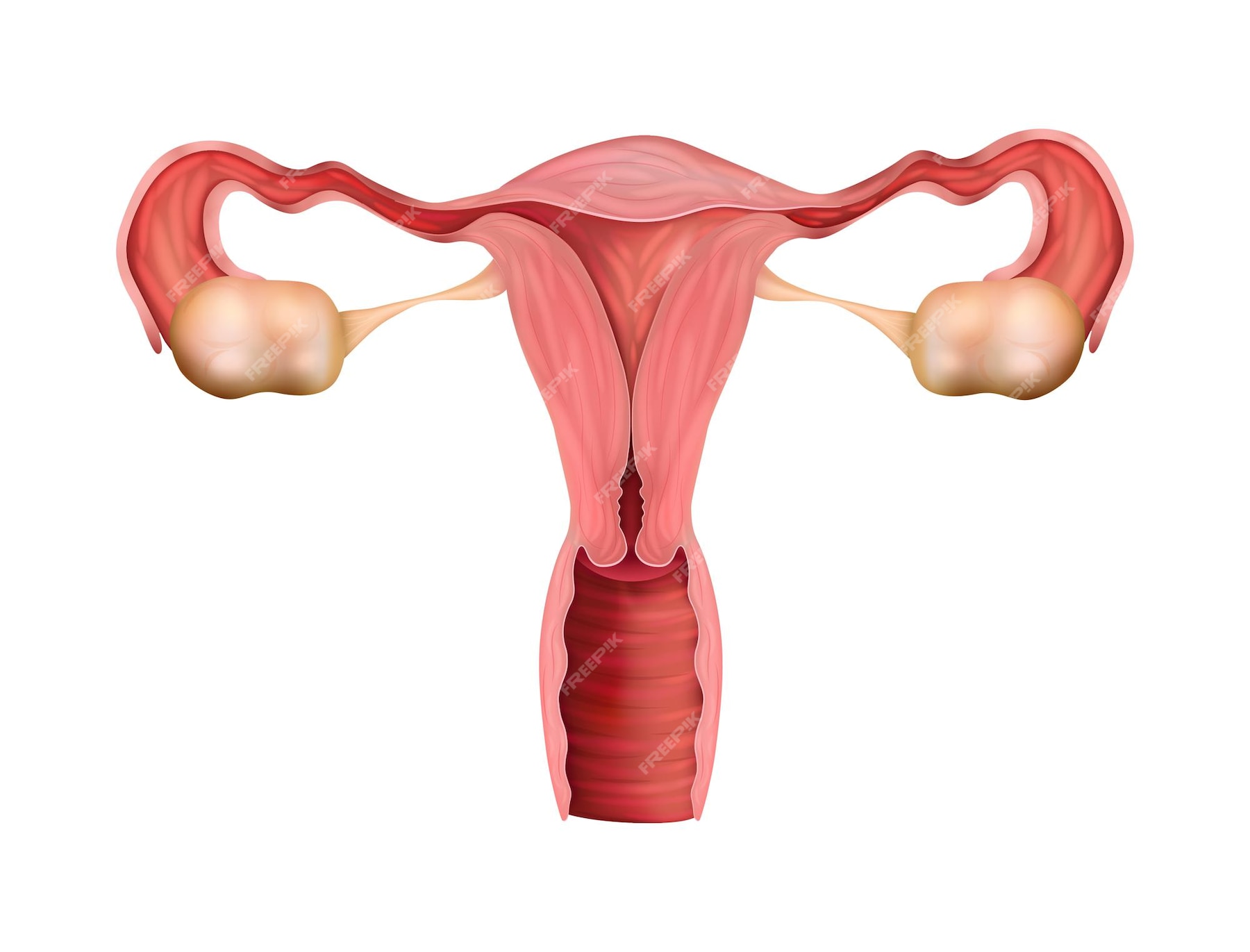 Composição Realista Da Anatomia Do Sistema Reprodutivo Humano Dos órgãos Genitais Femininos Com 3641