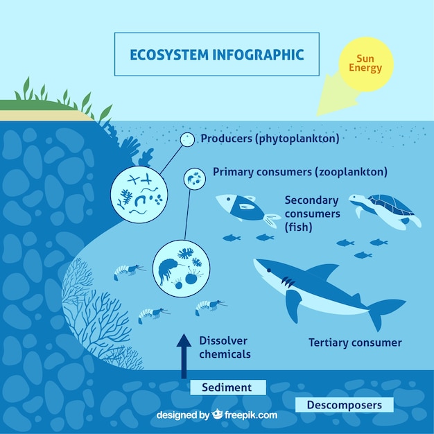 Conceito de ecossistema infográfico com peixe Vetor grátis