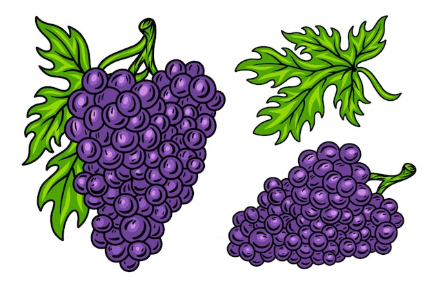 Conjunto Colorido De Videira De Cacho De Uva Retro Vintage Com Folhas Vetor Premium Pintando racimo de uvas y otras frutas con plastilina. https br freepik com profile preagreement getstarted 6149723