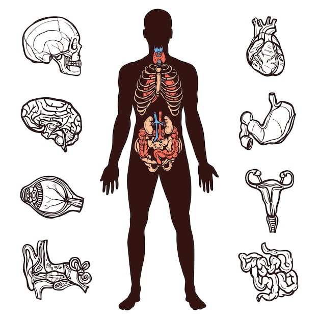 Conjunto De Anatomia Humana Vetor Grátis