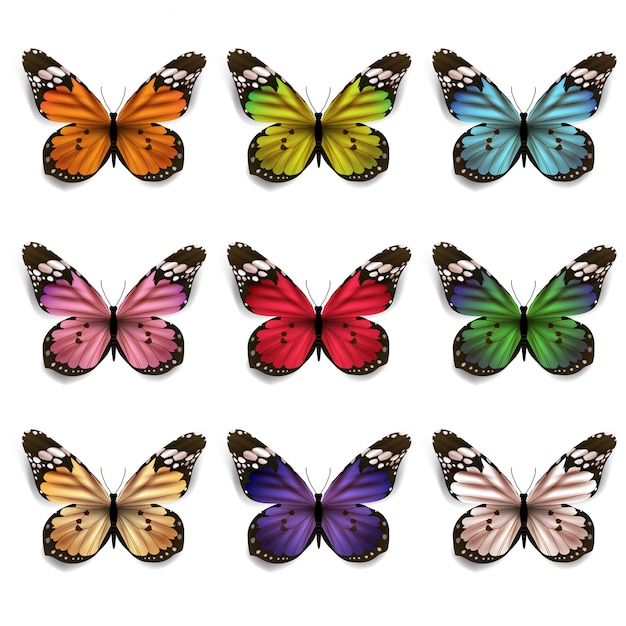 Featured image of post Borboletas Coloridas Para Imprimir E Recortar Como outros insectos de holometabolismo o seu ciclo de vida consiste em quatro fases