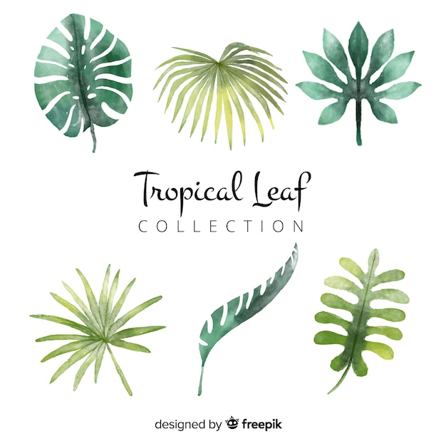 Conjunto De Folhas Tropicais Em Aquarela Vetor Grátis 2897