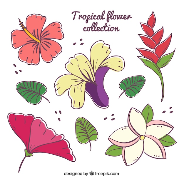 Conjunto De Mão Desenhada De Flores Tropicais Coloridas Vetor Grátis