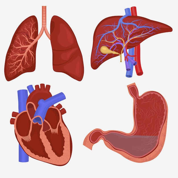 Conjunto De órgãos Internos Humanos Anatomia Dos Pulmões Fígado