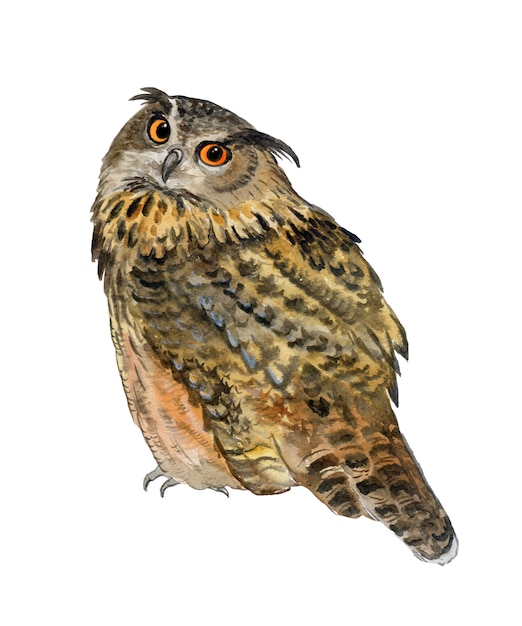 Coruja-de-orelha-longa. aquarela Vetor Premium