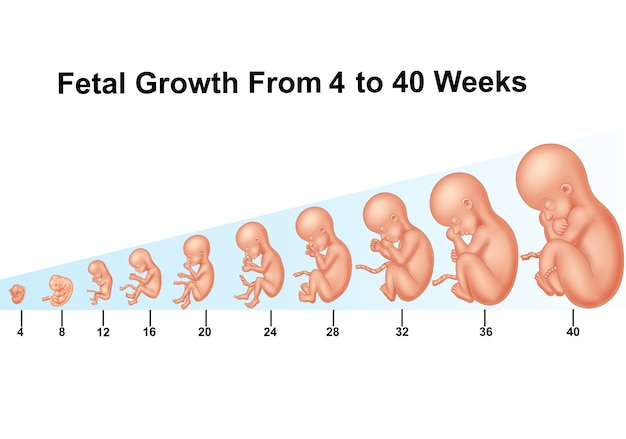 Crescimento fetal de 4 a 40 semanas | Vetor Premium