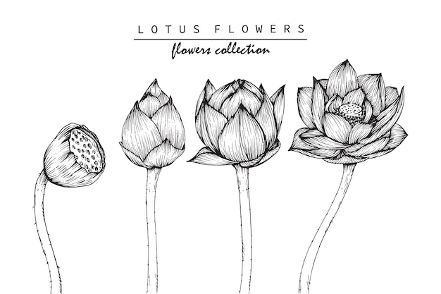 Desenho De Flores De Lótus Vetor Premium 1000