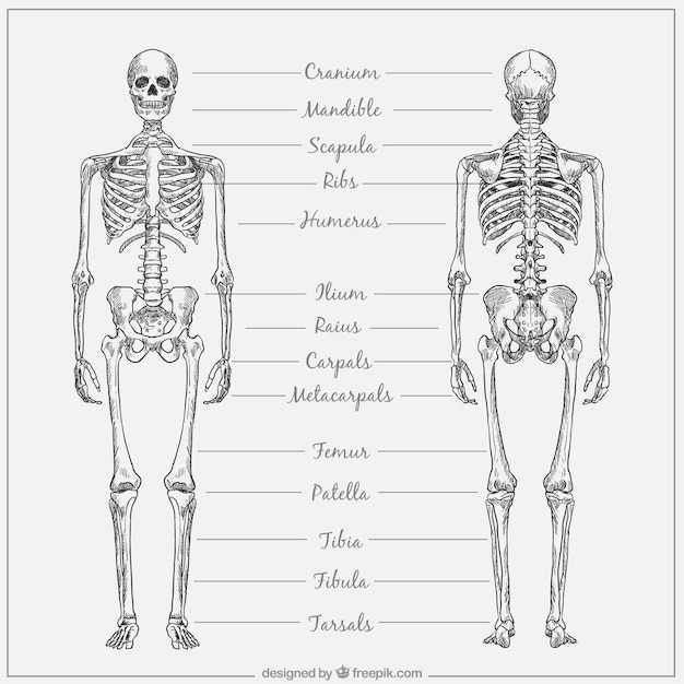 Imagenes Del Sistema Oseo Con Sus Partes Imagui 8643