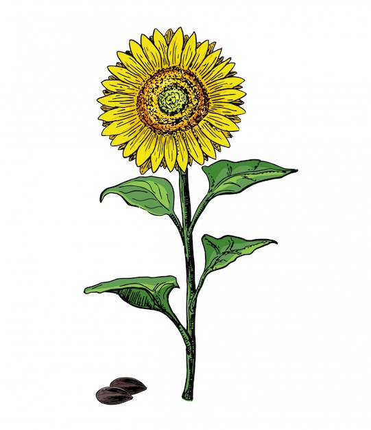 Desenho Vintage Desenho Ilustracao De Girassol Grande No Fundo Branco Vetor De Flor De Girassol Mao Ilustracoes Desenhadas Sobre Fundo Branco Desenho Botanico Colorido Vetor Premium Desenhos de bolas de natal para colorir. https br freepik com profile preagreement getstarted 8924358