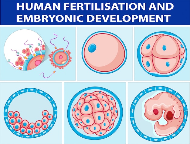 Diagrama Mostrando Fertilização Humana E Desenvolvimento Embrionário Vetor Premium 7133