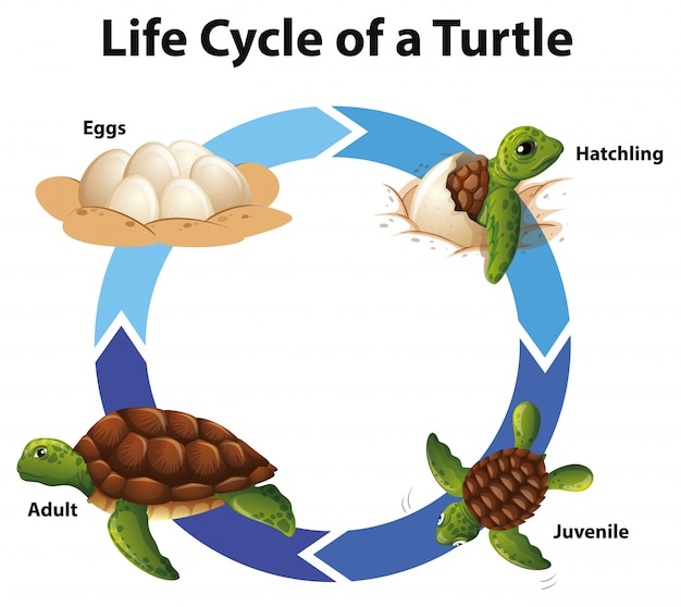 Diagrama Mostrando O Ciclo De Vida Das Tartarugas Marinhas Vetor Gr Tis ...