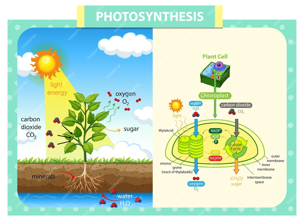 Diagrama Mostrando O Processo De Fotossíntese Na Planta Vetor Grátis 3883