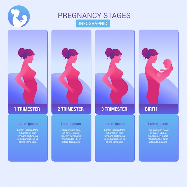 Fases Da Gravidez Trimestres E Nascimento Gestante E Bebê Elementos Infográfico Vetor Premium 