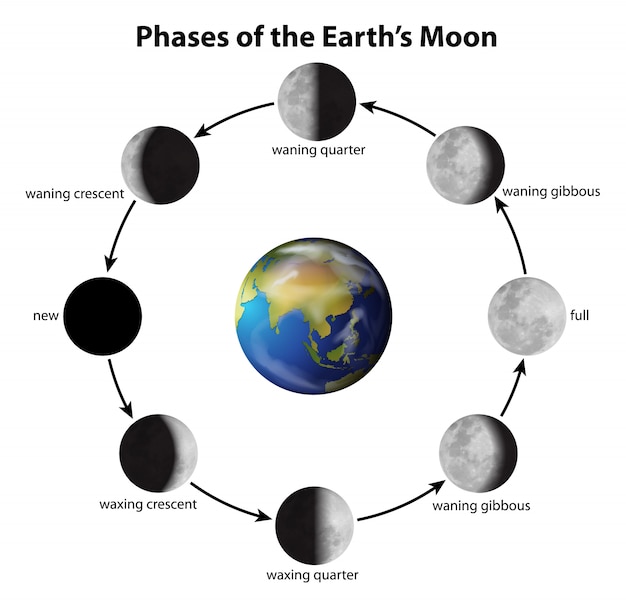 Diagrama Basico Das Fases Da Lua Vetor Premium Images