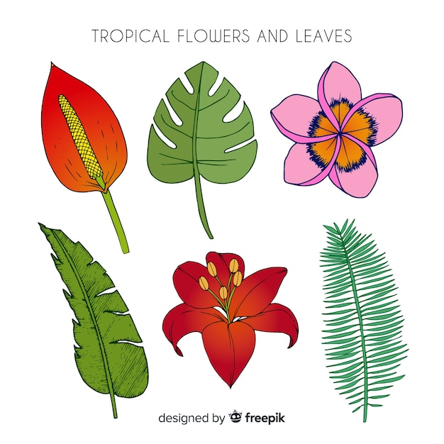 Flores E Folhas Tropicais De Mão Desenhada Vetor Grátis 0378