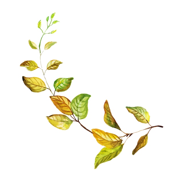 Folha de outono linda aquarela Vetor grátis
