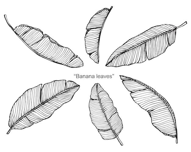 Folhas De Bananeira Desenho Ilustra O Vetor Premium