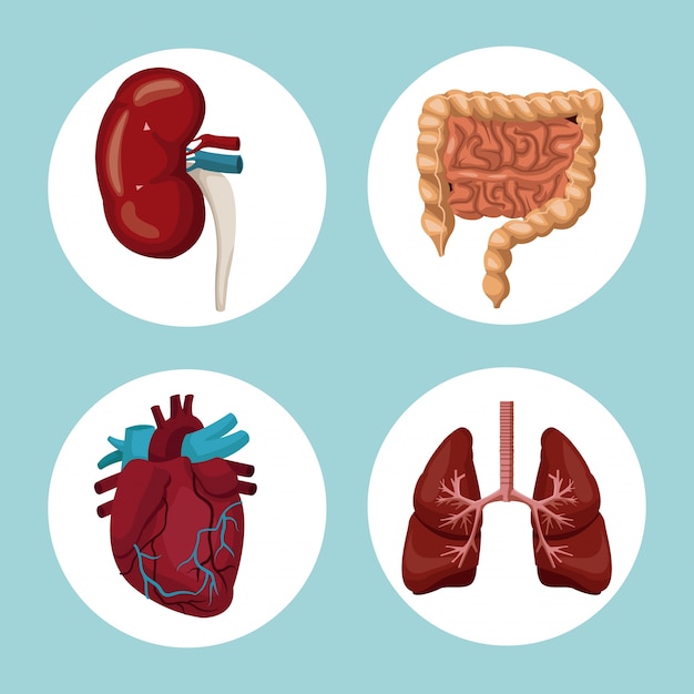 Fundo Colorido Com Quadros Circulares De órgãos Do Corpo Humano Vetor Premium