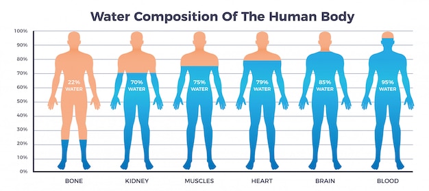 Gráfico De Corpo E água Com Composição De água Do Corpo Humano ...