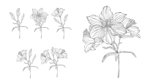 Gráficos vetoriais de uma composição floral com lírios de flores Vetor Premium
