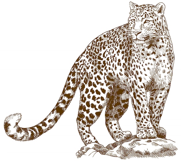 Gravura desenho ilustração de leopardo Vetor Premium