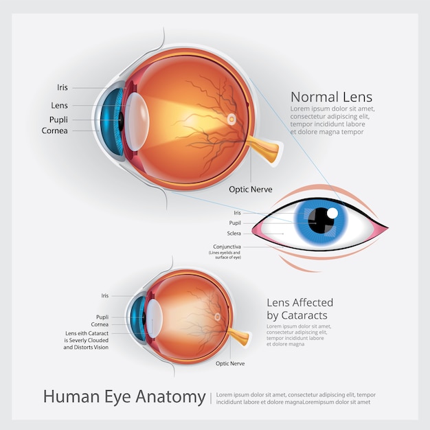 Ilustra O De Anatomia Do Olho Humano Vetor Premium