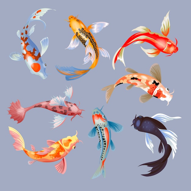 Ilustracao De Peixes Koi Carpa Japonesa E Koi Oriental Colorido Na Asia Um Conjunto De Peixes Dourados Chineses E Fundo Isolado Da Pesca Tradicional Vetor Premium
